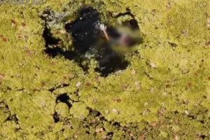 Criança com autismo é resgatada de lago com ajuda de drone; vídeo