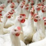 Embargo da União Europeia pode ter impacto de US$ 392 milhões por ano na pecuária do Paraná