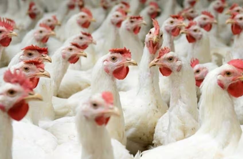 Embargo da União Europeia pode ter impacto de US$ 392 milhões por ano na pecuária do Paraná