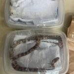 Envio ilegal de cobras pelos Correios mobiliza Polícia Ambiental e caso vai parar na Polícia Federal