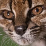 "Estranho". Novo felino foi descoberto em estrada da Bolívia: O que sabe?