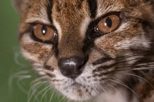 "Estranho". Novo felino foi descoberto em estrada da Bolívia: O que sabe?