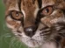 "Estranho". Novo felino foi descoberto em estrada da Bolívia: O que sabe?