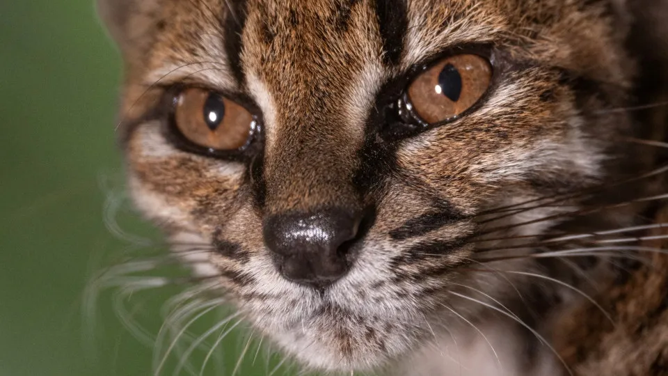 "Estranho". Novo felino foi descoberto em estrada da Bolívia: O que sabe?