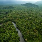 Floresta preservada pode virar fonte de renda e transformar carbono em aliado contra o desmatamento