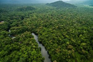 Floresta preservada pode virar fonte de renda e transformar carbono em aliado contra o desmatamento
