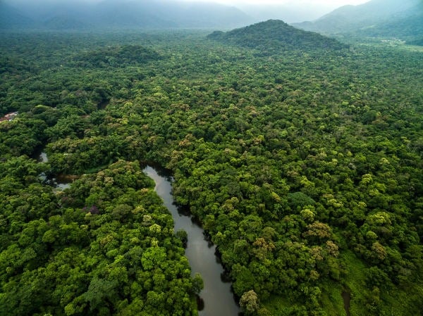Floresta preservada pode virar fonte de renda e transformar carbono em aliado contra o desmatamento