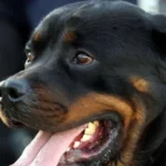 Idosa perde as duas orelhas após ataque de rottweilers em SP
