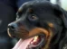 Idosa perde as duas orelhas após ataque de rottweilers em SP