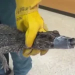 Jacaré é encontrado debaixo de carro na Espanha; polícia procura dono