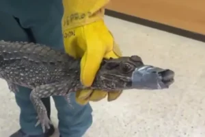 Jacaré é encontrado debaixo de carro na Espanha; polícia procura dono