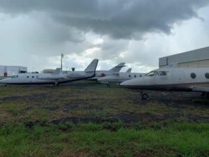 Jatinhos ganham espaço e Maringá entra nesse mercado