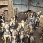 Mais de 100 cães são resgatados de "horror" na França