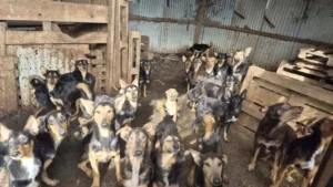 Mais de 100 cães são resgatados de “horror” na França