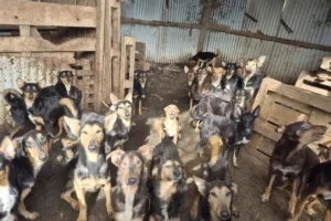 Mais de 100 cães são resgatados de "horror" na França