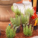 Maringá ganha Jardim Sensorial para atendimentos terapêuticos