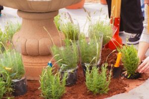 Maringá ganha Jardim Sensorial para atendimentos terapêuticos