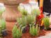 Maringá ganha Jardim Sensorial para atendimentos terapêuticos