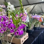 Maringá recebe 47ª Expoflor - Maringá Post
