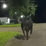 Moradora de Maringá morre após ataque de touro que escapou de rodeio na região