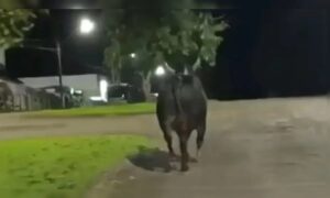 Moradora de Maringá morre após ataque de touro que escapou de rodeio na região