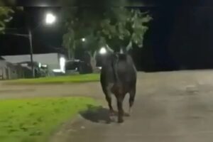 Moradora de Maringá morre após ataque de touro que escapou de rodeio na região