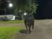Moradora de Maringá morre após ataque de touro que escapou de rodeio na região