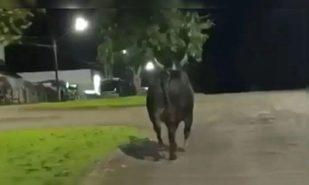 Moradora de Maringá morre após ataque de touro que escapou de rodeio na região