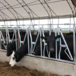 Na pecuária dos EUA, IA auxilia na interpretação de dados e tomada de decisão