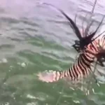 Peixe venenoso invade litoral da Bahia; quase 500 exemplares são retirados do mar em um mês