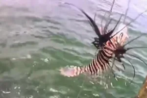 Peixe venenoso invade litoral da Bahia; quase 500 exemplares são retirados do mar em um mês