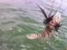 Peixe venenoso invade litoral da Bahia; quase 500 exemplares são retirados do mar em um mês
