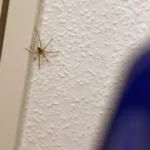 Por que aparecem aranhas no quarto e o que fazer para afastá-las