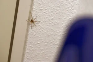 Por que aparecem aranhas no quarto e o que fazer para afastá-las