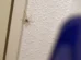 Por que aparecem aranhas no quarto e o que fazer para afastá-las