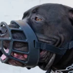 Raças de cachorros que são proibidas ao redor do mundo