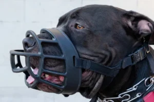 Raças de cachorros que são proibidas ao redor do mundo