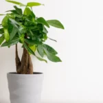 Rainhas do drama! 5 plantas que não gostam de mudanças (e como resolver)