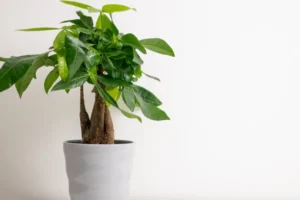 Rainhas do drama! 5 plantas que não gostam de mudanças (e como resolver)