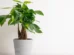 Rainhas do drama! 5 plantas que não gostam de mudanças (e como resolver)