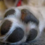 Seu cão lambe muito as patas? 5 causas que vão além da 'mania'