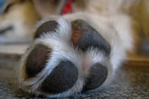 Seu cão lambe muito as patas? 5 causas que vão além da 'mania'