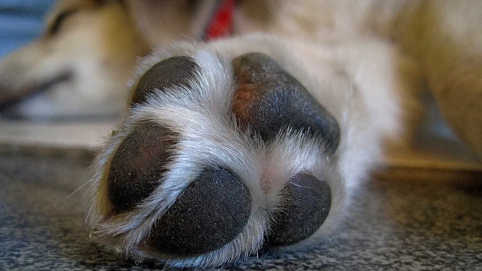Seu cão lambe muito as patas? 5 causas que vão além da 'mania'