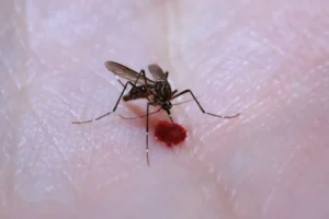 Aedes aegypti: quase metade dos municípios está em alerta ou risco