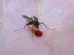Aedes aegypti: quase metade dos municípios está em alerta ou risco