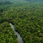 Amazônia e cerrado têm menor desmatamento já registrado