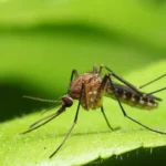 Anvisa libera testes em humanos de vacina brasileira contra malária