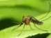 Anvisa libera testes em humanos de vacina brasileira contra malária