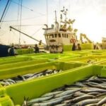 Brasil abre mercado de pescado nos Emirados Árabes