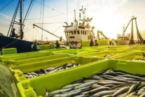 Brasil abre mercado de pescado nos Emirados Árabes